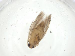  ( - CBG-A32951-E01)  @11 [ ] CreativeCommons - Attribution Share - Alike (2024) Centre for Biodiversity Genomics Centre for Biodiversity Genomics