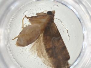  ( - CBG-A32951-H09)  @11 [ ] CreativeCommons - Attribution Share - Alike (2024) Centre for Biodiversity Genomics Centre for Biodiversity Genomics