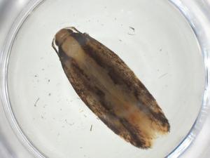  ( - CBG-A32960-H11)  @11 [ ] CreativeCommons - Attribution Share - Alike (2024) Centre for Biodiversity Genomics Centre for Biodiversity Genomics