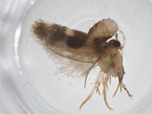  (Stegasta BioLep1524 - CBG-A32972-E12)  @11 [ ] CreativeCommons - Attribution Share - Alike (2024) Centre for Biodiversity Genomics Centre for Biodiversity Genomics