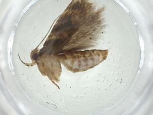  ( - CBG-A32977-F12)  @11 [ ] CreativeCommons - Attribution Share - Alike (2024) Centre for Biodiversity Genomics Centre for Biodiversity Genomics