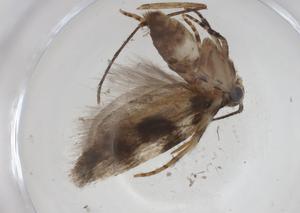  ( - CBG-A32978-B10)  @11 [ ] CreativeCommons - Attribution Share - Alike (2024) Centre for Biodiversity Genomics Centre for Biodiversity Genomics