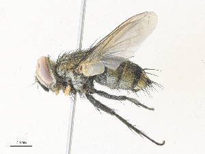  ( - CBG-A33498-E08)  @11 [ ] CreativeCommons - Attribution Share - Alike (2024) CBG Photography Group Centre for Biodiversity Genomics