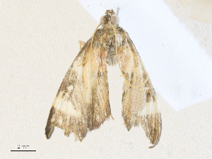  ( - CBG-A33499-F02)  @11 [ ] CreativeCommons - Attribution Share - Alike (2024) CBG Photography Group Centre for Biodiversity Genomics
