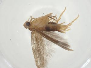  ( - CBG-A33655-B09)  @11 [ ] CreativeCommons - Attribution Share - Alike (2024) Centre for Biodiversity Genomics Centre for Biodiversity Genomics