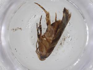  ( - CBG-A33662-D07)  @11 [ ] CreativeCommons - Attribution Share - Alike (2024) Centre for Biodiversity Genomics Centre for Biodiversity Genomics