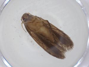  (gelJanzen01 Janzen3687 - CBG-A33671-G09)  @11 [ ] CreativeCommons - Attribution Share - Alike (2024) Centre for Biodiversity Genomics Centre for Biodiversity Genomics