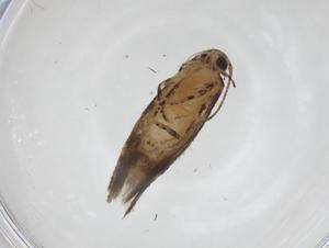  ( - CBG-A33686-F12)  @11 [ ] CreativeCommons - Attribution Share - Alike (2024) Centre for Biodiversity Genomics Centre for Biodiversity Genomics