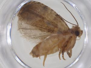  (Crocidosema BioLep160 - CBG-A33686-G06)  @11 [ ] CreativeCommons - Attribution Share - Alike (2024) Centre for Biodiversity Genomics Centre for Biodiversity Genomics