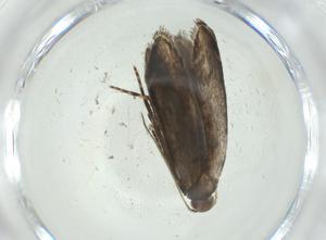  ( - CBG-A33790-G02)  @11 [ ] CreativeCommons - Attribution Share - Alike (2024) Centre for Biodiversity Genomics Centre for Biodiversity Genomics