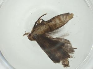  ( - CBG-A33794-A01)  @11 [ ] CreativeCommons - Attribution Share - Alike (2024) Centre for Biodiversity Genomics Centre for Biodiversity Genomics