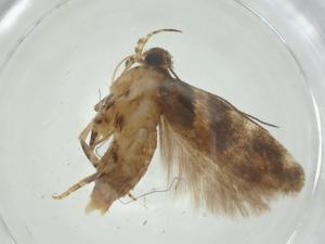  (Aristotelia BioLep8823 - CBG-A33794-D07)  @11 [ ] CreativeCommons - Attribution Share - Alike (2024) Centre for Biodiversity Genomics Centre for Biodiversity Genomics