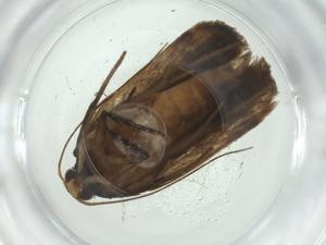  ( - CBG-A33800-C01)  @11 [ ] CreativeCommons - Attribution Share - Alike (2024) Centre for Biodiversity Genomics Centre for Biodiversity Genomics