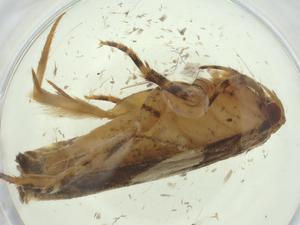  (Friseria BioLep8667 - CBG-A33808-C01)  @11 [ ] CreativeCommons - Attribution Share - Alike (2024) Centre for Biodiversity Genomics Centre for Biodiversity Genomics