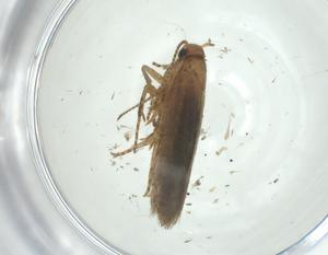  ( - CBG-A33820-H11)  @11 [ ] CreativeCommons - Attribution Share - Alike (2024) Centre for Biodiversity Genomics Centre for Biodiversity Genomics