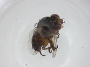  (Siphona Janzen2285 - CBG-A33842-A07)  @11 [ ] CreativeCommons - Attribution Share - Alike (2024) Centre for Biodiversity Genomics Centre for Biodiversity Genomics