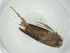  ( - CBG-A33848-A08)  @11 [ ] CreativeCommons - Attribution Share - Alike (2024) Centre for Biodiversity Genomics Centre for Biodiversity Genomics