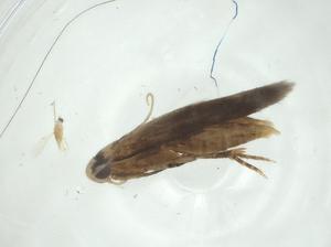  (gelMalaise01 Malaise8588 - CBG-A33850-H07)  @11 [ ] CreativeCommons - Attribution Share - Alike (2024) Centre for Biodiversity Genomics Centre for Biodiversity Genomics