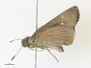  ( - CBG-A34326-D09)  @11 [ ] CreativeCommons - Attribution Share - Alike (2024) CBG Photography Group Centre for Biodiversity Genomics