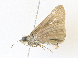  ( - CBG-A34329-A09)  @11 [ ] CreativeCommons - Attribution Share - Alike (2024) CBG Photography Group Centre for Biodiversity Genomics