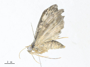  ( - CBG-A34329-F11)  @11 [ ] CreativeCommons - Attribution Share - Alike (2024) CBG Photography Group Centre for Biodiversity Genomics