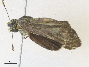  ( - CBG-A34330-E08)  @11 [ ] CreativeCommons - Attribution Share - Alike (2024) CBG Photography Group Centre for Biodiversity Genomics