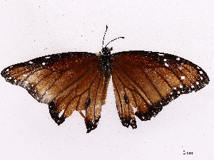  ( - CBG-A34330-H10)  @11 [ ] CreativeCommons - Attribution Share-Alike (2024) CBG Photography Group Centre for Biodiversity Genomics