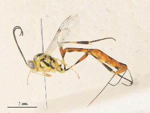  (Xiphosomella Malaise7815 - CBG-A34331-H06)  @11 [ ] CreativeCommons - Attribution Share - Alike (2024) CBG Photography Group Centre for Biodiversity Genomics