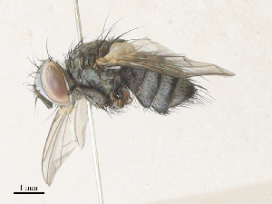  ( - CBG-A34331-H10)  @11 [ ] CreativeCommons - Attribution Share - Alike (2024) CBG Photography Group Centre for Biodiversity Genomics