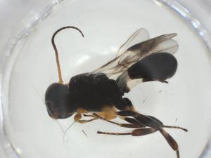  ( - CBG-A34530-D07)  @11 [ ] CreativeCommons - Attribution Share - Alike (2024) Centre for Biodiversity Genomics Centre for Biodiversity Genomics