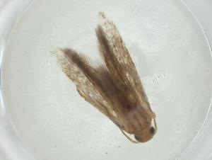  ( - CBG-A34961-A11)  @11 [ ] CreativeCommons - Attribution Share - Alike (2024) Centre for Biodiversity Genomics Centre for Biodiversity Genomics