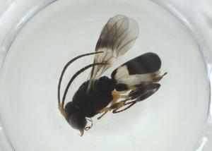  (Chelonus Malaise3380 - CBG-A34966-B12)  @11 [ ] CreativeCommons - Attribution Share - Alike (2024) Centre for Biodiversity Genomics Centre for Biodiversity Genomics
