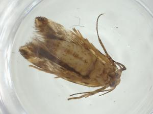  ( - CBG-A34996-A11)  @11 [ ] CreativeCommons - Attribution Share - Alike (2024) Centre for Biodiversity Genomics Centre for Biodiversity Genomics