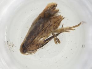  ( - CBG-A35314-A07)  @11 [ ] CreativeCommons - Attribution Share - Alike (2024) Centre for Biodiversity Genomics Centre for Biodiversity Genomics