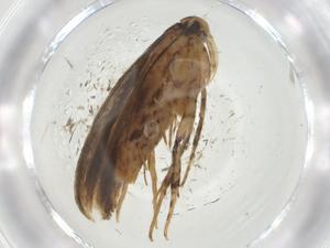  ( - CBG-A35326-G04)  @11 [ ] CreativeCommons - Attribution Share - Alike (2024) Centre for Biodiversity Genomics Centre for Biodiversity Genomics