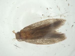  ( - CBG-A35337-A08)  @11 [ ] CreativeCommons - Attribution Share - Alike (2024) Centre for Biodiversity Genomics Centre for Biodiversity Genomics