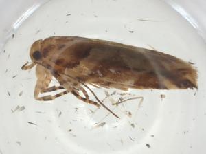  ( - CBG-A35339-B06)  @11 [ ] CreativeCommons - Attribution Share - Alike (2024) Centre for Biodiversity Genomics Centre for Biodiversity Genomics