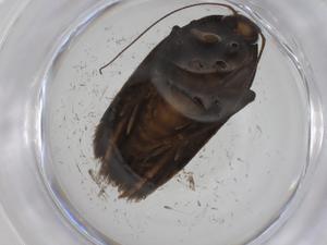  ( - CBG-A35345-E07)  @11 [ ] CreativeCommons - Attribution Share - Alike (2024) Centre for Biodiversity Genomics Centre for Biodiversity Genomics