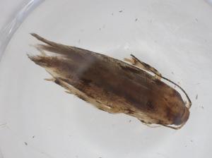  ( - CBG-A35356-B04)  @11 [ ] CreativeCommons - Attribution Share - Alike (2024) Centre for Biodiversity Genomics Centre for Biodiversity Genomics