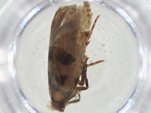  (gelMalaise01 Malaise5866 - CBG-A36380-D02)  @11 [ ] CreativeCommons - Attribution Share - Alike (2024) Centre for Biodiversity Genomics Centre for Biodiversity Genomics