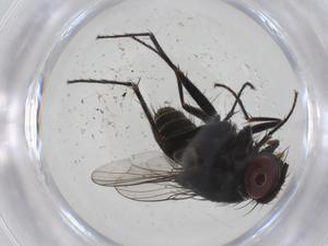  ( - CBG-A36399-G04)  @11 [ ] CreativeCommons - Attribution Share - Alike (2024) Centre for Biodiversity Genomics Centre for Biodiversity Genomics