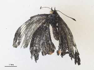  ( - CBG-A36747-G09)  @11 [ ] CreativeCommons - Attribution Share - Alike (2024) CBG Photography Group Centre for Biodiversity Genomics