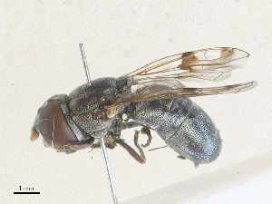  ( - CBG-A36751-G08)  @11 [ ] CreativeCommons - Attribution Share - Alike (2024) CBG Photography Group Centre for Biodiversity Genomics