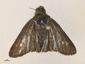  ( - CBG-A36752-H03)  @11 [ ] CreativeCommons - Attribution Share - Alike (2024) CBG Photography Group Centre for Biodiversity Genomics