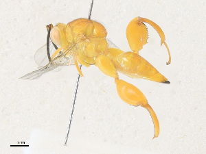  (chalMalaise2073 - CBG-A36762-A07)  @11 [ ] CreativeCommons - Attribution Share - Alike (2024) CBG Photography Group Centre for Biodiversity Genomics