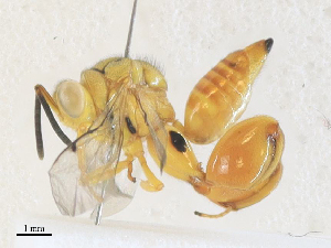  ( - CBG-A36763-F02)  @11 [ ] CreativeCommons - Attribution Share - Alike (2024) CBG Photography Group Centre for Biodiversity Genomics