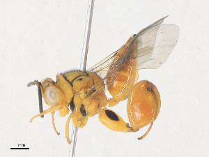  (chalMalaise0552 - CBG-A36857-G10)  @11 [ ] CreativeCommons - Attribution Share - Alike (2024) CBG Photography Group Centre for Biodiversity Genomics