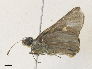  ( - CBG-A36873-B07)  @11 [ ] CreativeCommons - Attribution Share - Alike (2024) CBG Photography Group Centre for Biodiversity Genomics