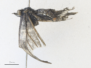  ( - CBG-A36873-B12)  @11 [ ] CreativeCommons - Attribution Share - Alike (2024) CBG Photography Group Centre for Biodiversity Genomics