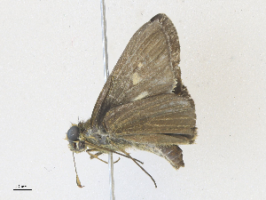  ( - CBG-A36873-C11)  @11 [ ] CreativeCommons - Attribution Share - Alike (2024) CBG Photography Group Centre for Biodiversity Genomics